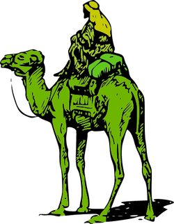camel